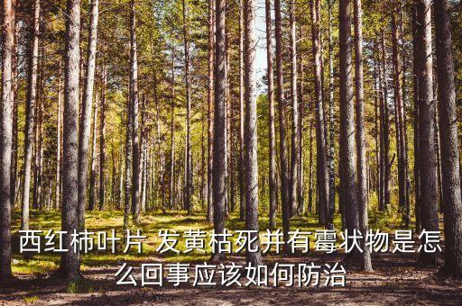 番茄葉發(fā)黃噴射什么農(nóng)藥,番茄苗發(fā)黃是因?yàn)槭裁? /></a><a href=