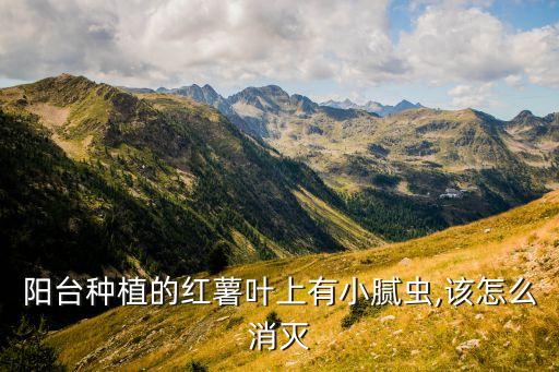 番薯蟲用什么農(nóng)藥,番薯里面的蟲叫什么