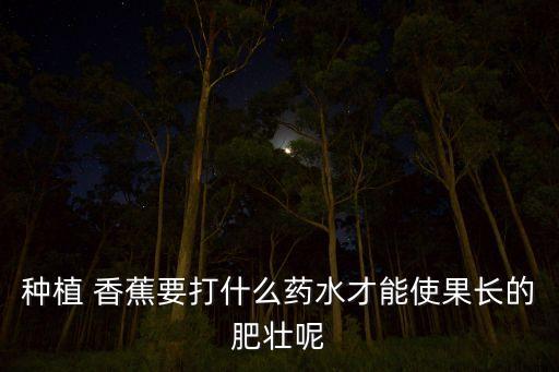 種植 香蕉要打什么藥水才能使果長的肥壯呢