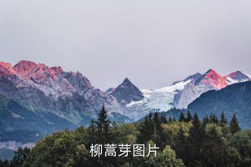 柳蒿芽圖片