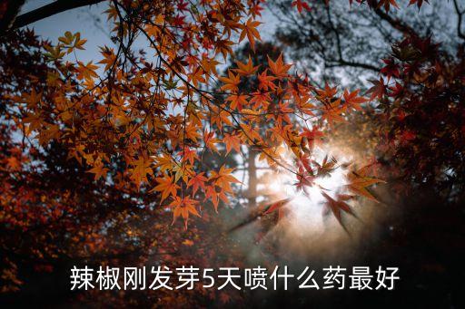  辣椒剛發芽5天噴什么藥最好