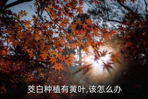  茭白種植有黃葉,該怎么辦