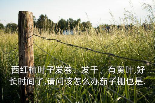  西紅柿葉子發(fā)卷、發(fā)干、有黃葉,好長(zhǎng)時(shí)間了,請(qǐng)問(wèn)該怎么辦茄子棚也是...