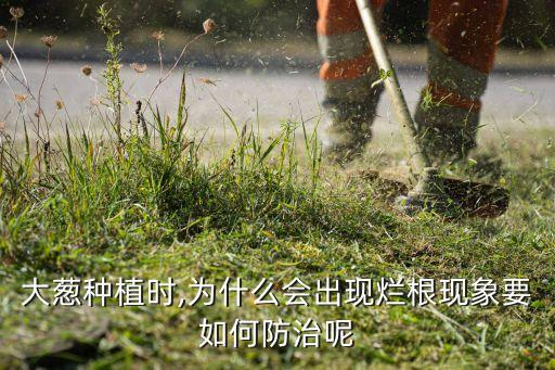 大蔥種植時,為什么會出現爛根現象要如何防治呢