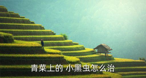 白菜有小黑蟲用什么農(nóng)藥,白菜黑蟲用什么方法處理
