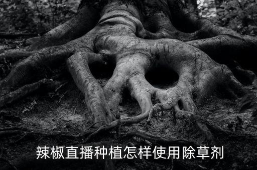 辣椒定植用什么農(nóng)藥,打辣椒農(nóng)藥什么時間打效果好