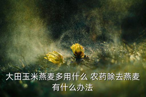 大田玉米燕麥多用什么 農藥除去燕麥有什么辦法
