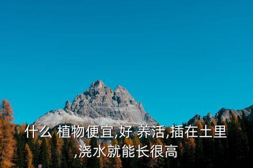 什么植物打農(nóng)藥好養(yǎng)活,什么農(nóng)藥用了,不能種任何植物