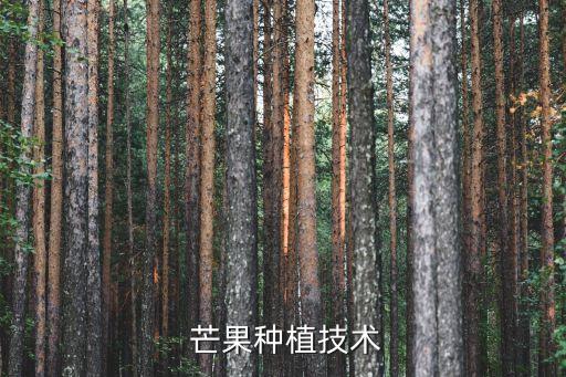 芒果種植技術