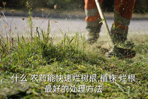 什么農藥會讓水稻爛根,水稻農藥什么時間打效果最好