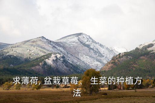 求薄荷, 盆栽草莓、 生菜的種植方法