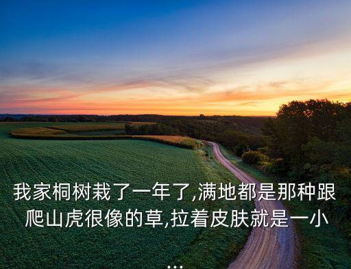我家桐樹栽了一年了,滿地都是那種跟 爬山虎很像的草,拉著皮膚就是一小...