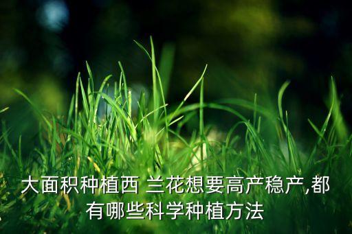 大面積種植西 蘭花想要高產穩產,都有哪些科學種植方法
