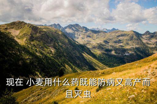 目前小麥打什么農(nóng)藥好啊,什么農(nóng)藥讓小麥不結(jié)粒