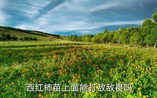 西紅柿噴什么農藥,種植西紅柿用什么農藥