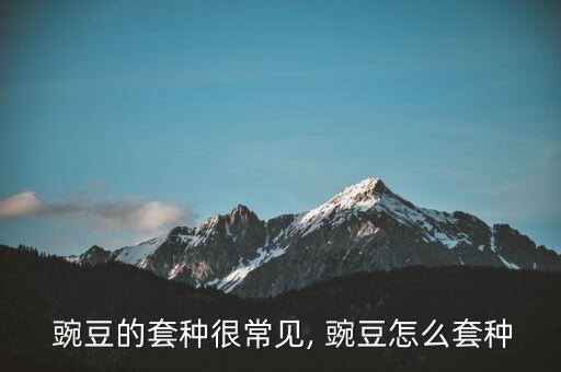  豌豆的套種很常見, 豌豆怎么套種