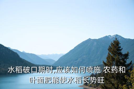 水稻破口期時,應該如何噴施 農藥和葉面肥能使水稻長勢旺