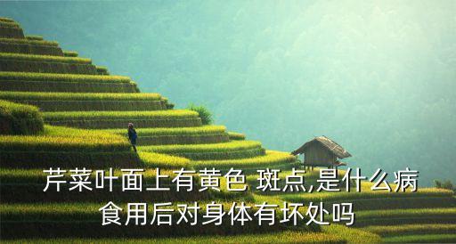  芹菜葉面上有黃色 斑點,是什么病食用后對身體有壞處嗎
