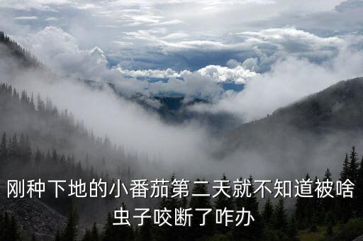 剛種下地的小番茄第二天就不知道被啥 蟲子咬斷了咋辦