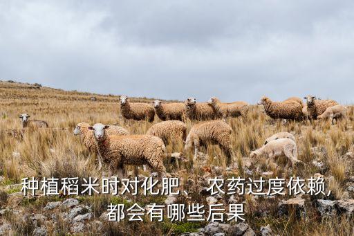 種植稻米時對化肥、 農藥過度依賴,都會有哪些后果