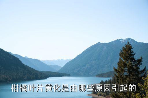 什么農(nóng)藥能使桔子黃葉變綠