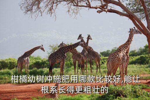  柑橘幼樹沖施肥用哪款比較好,能讓根系長得更粗壯的