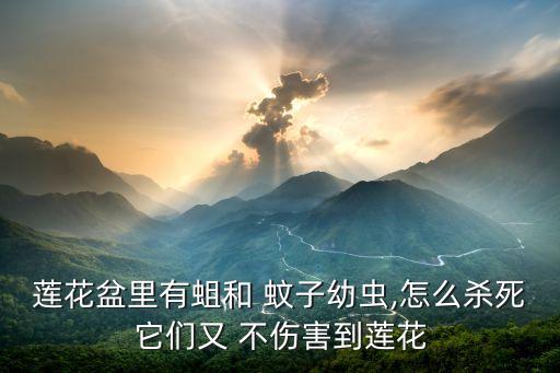 蓮花盆里有蛆和 蚊子幼蟲,怎么殺死它們又 不傷害到蓮花