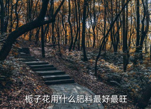  梔子花用什么肥料最好最旺