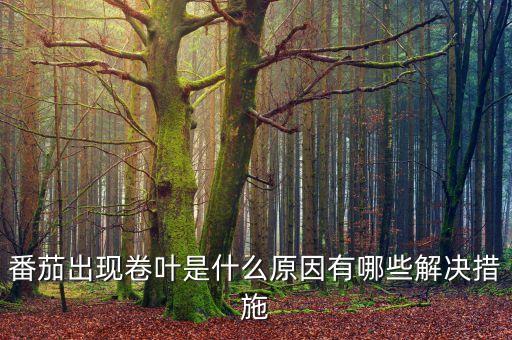 西紅柿卷葉用什么農(nóng)藥