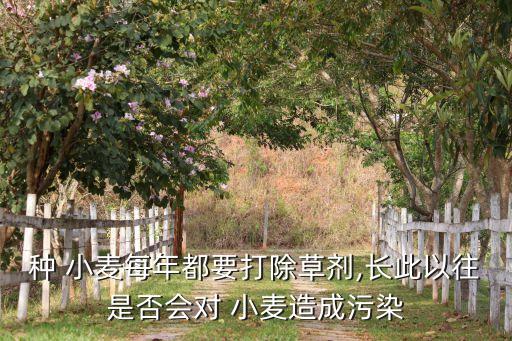 種 小麥每年都要打除草劑,長此以往是否會對 小麥造成污染