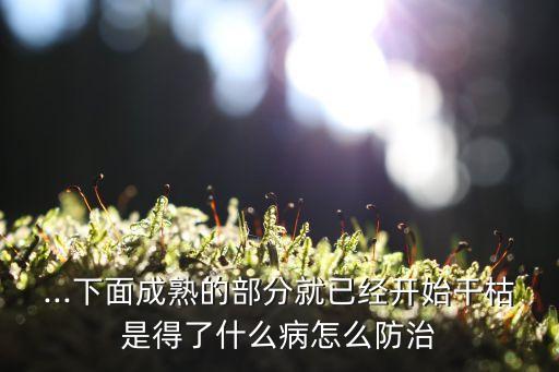 ...下面成熟的部分就已經開始干枯是得了什么病怎么防治