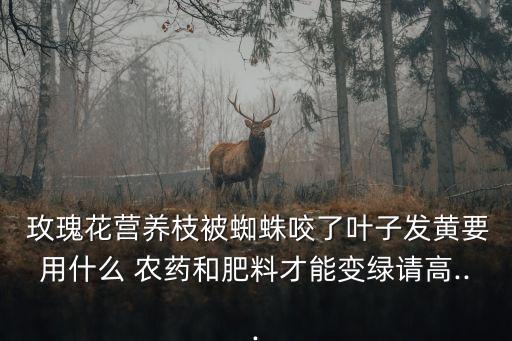  玫瑰花營(yíng)養(yǎng)枝被蜘蛛咬了葉子發(fā)黃要用什么 農(nóng)藥和肥料才能變綠請(qǐng)高...