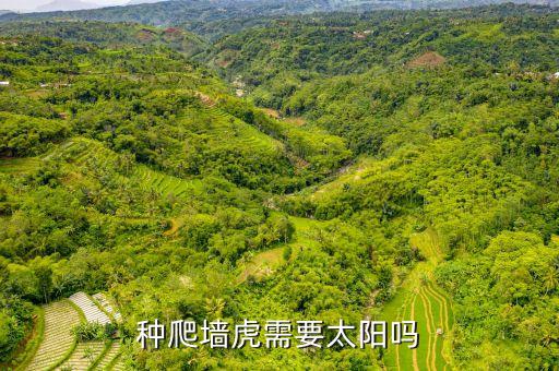 爬山虎打什么農藥,根除爬山虎的農藥