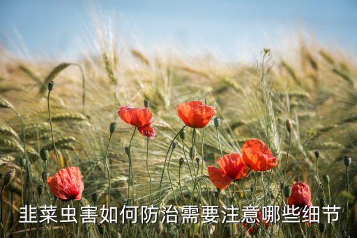  韭菜蟲(chóng)害如何防治需要注意哪些細(xì)節(jié)
