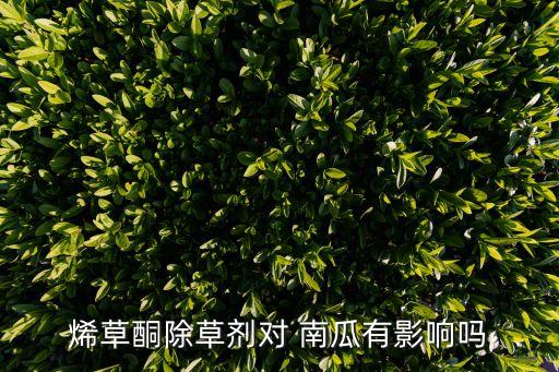 烯草酮除草劑對 南瓜有影響嗎