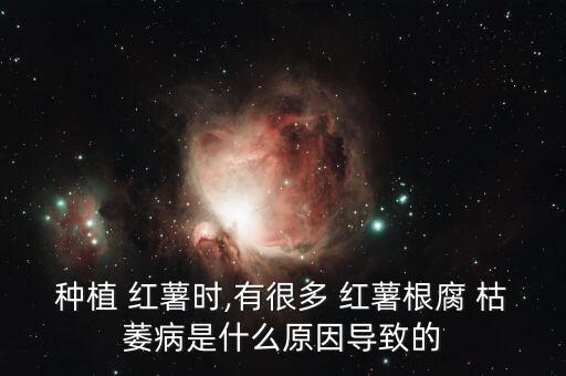 種植 紅薯時,有很多 紅薯根腐 枯萎病是什么原因導致的