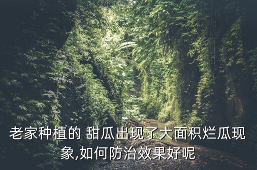 甜瓜打什么農藥治蟲,甜瓜上打農藥嗎