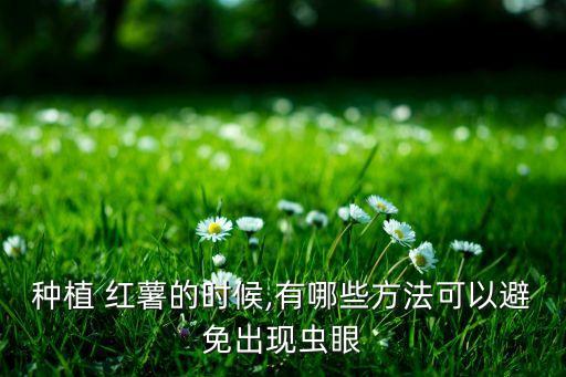 種植 紅薯的時候,有哪些方法可以避免出現蟲眼