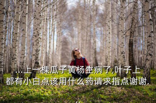 黃楊樹用什么農藥好