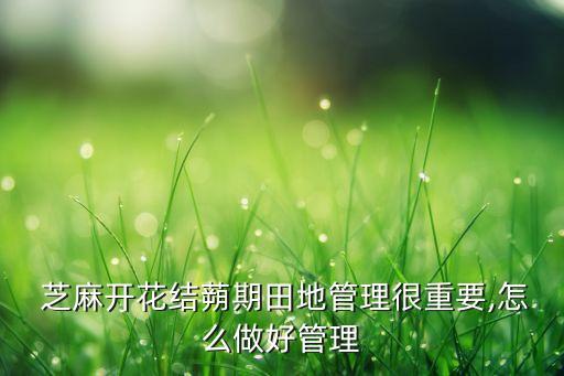 芝麻開花結蒴期田地管理很重要,怎么做好管理