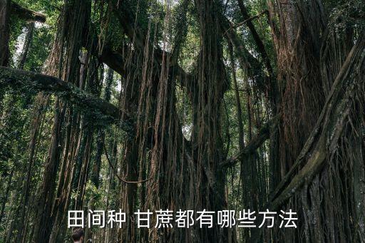 田間種 甘蔗都有哪些方法