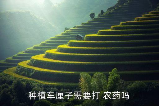 大櫻桃是什么農藥,齊早大櫻桃的缺點是什么
