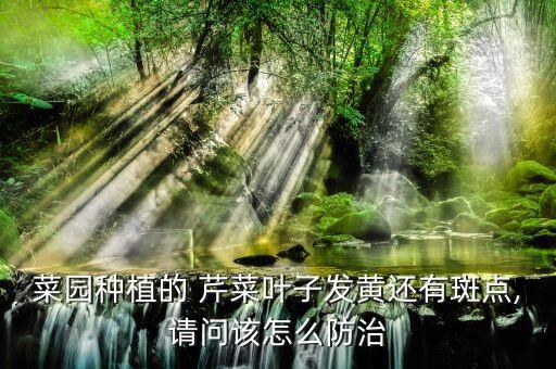 菜園種植的 芹菜葉子發黃還有斑點,請問該怎么防治