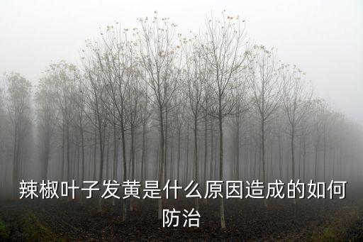 辣椒黃了打什么農藥,黃辣椒圖片