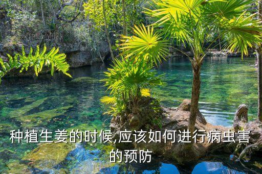 姜瘟病用什么農藥噴霧,菜瘟病用什么農藥