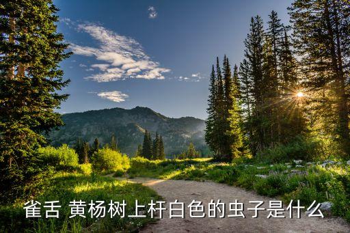 黃楊蚜蟲用什么農藥,蚜蟲打什么農藥最好