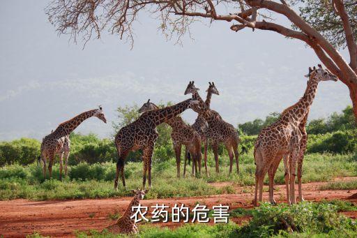 農藥乳油禁忌人群是什么,農藥里的乳油是什么提煉的