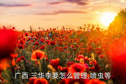 廣西 三華李要怎么管理,噴蟲等