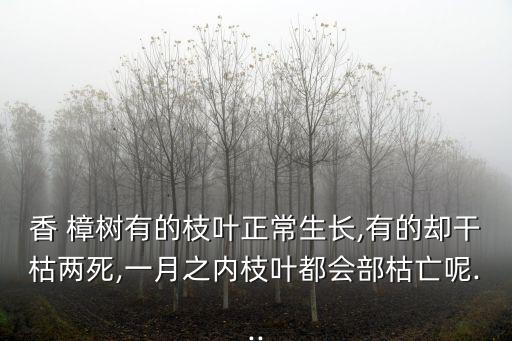 香樟樹打什么農藥可致死