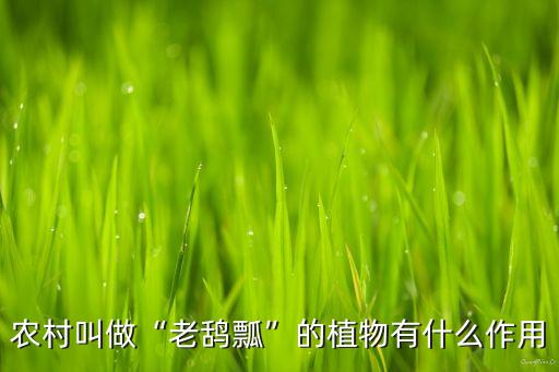 農村叫做“老鴰瓢”的植物有什么作用